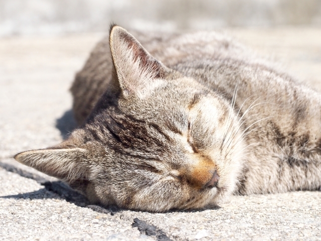 「癒し　お芋大好き！　猫も選ぶこの逸品　月見苑（タネのハシモト)」