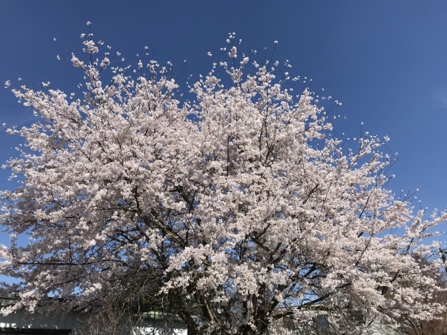 「桜前線北上中！会津も満開の桜です！」