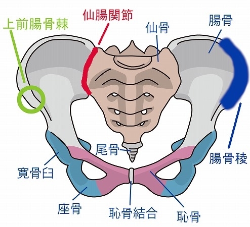 「骨盤が「歪む」という誤解」