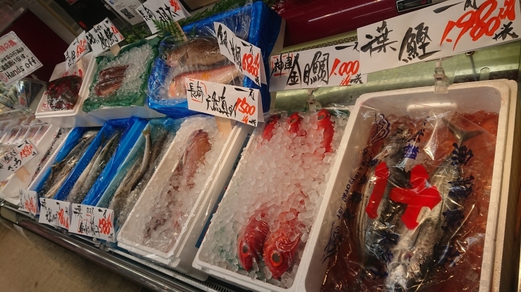 「八千代市、佐倉市の鮮魚店  　勝田台から徒歩10分　 魚や山粋（ヤマスイ)   一番手地魚【売れ行き好調 地魚】」