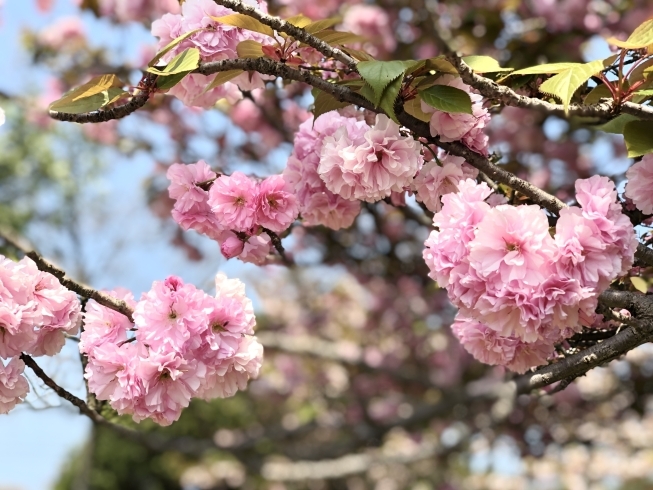 「秘密の桜スポット 西条の八重桜♪」