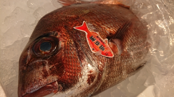 「八千代市、佐倉市の鮮魚店  　勝田台から徒歩10分　 魚や山粋（ヤマスイ)   一番手地魚【ブランド明石の天然真鯛】」