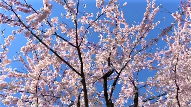 「函館市・北斗市・七飯町・道南のお花見・桜スポットを紹介」