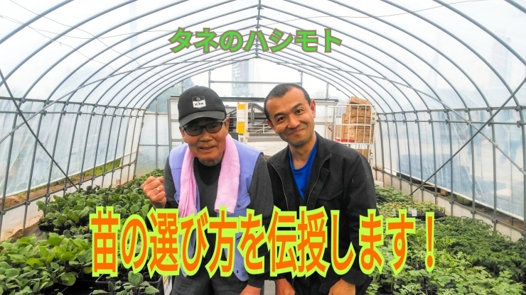 「野菜苗は発根が命です！節季「立夏」に向けての植えて欲しい苗提案♪タネのハシモト」