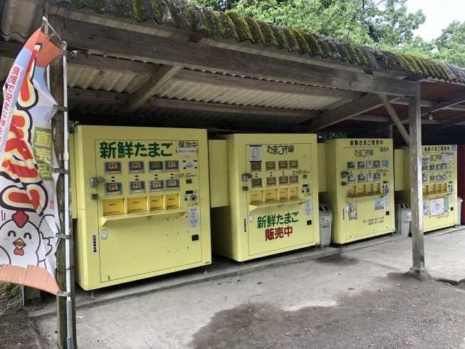 「卵の自動販売機を発見！！」