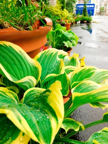 「☆インスタグラム更新☆雨」