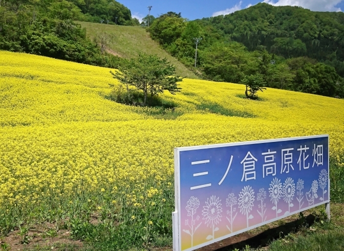 「❀.(*´◡`*)❀.三ノ倉高原～満開の「菜の花畑」癒しスポット満喫！」