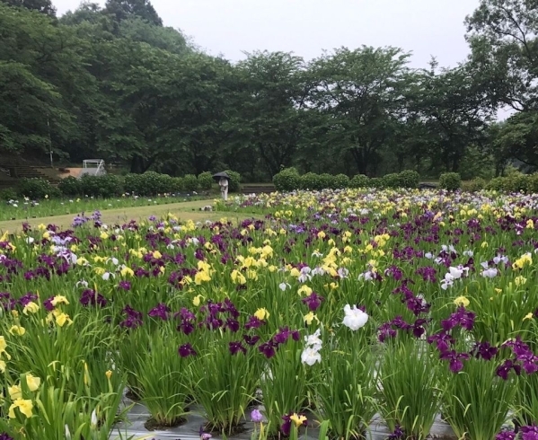 「新居浜市池田池公園の菖蒲園は、見頃に近づいています。」