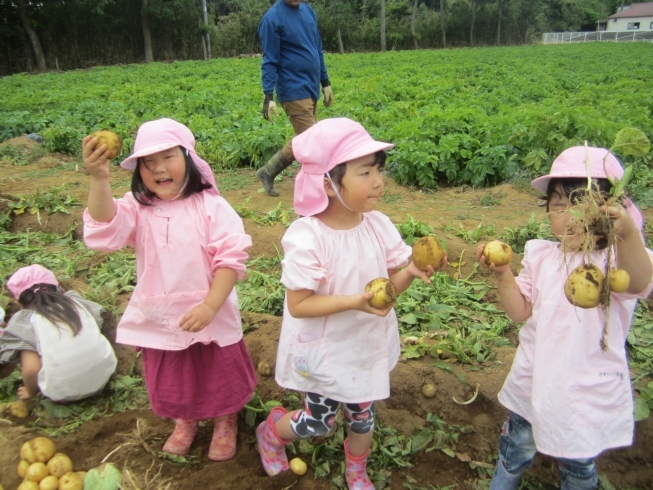 「じゃがいも掘りにチャレンジ！」