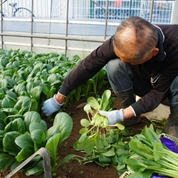 3．しっかりと成長したら、ひとつひとつ手作業で収穫していきます。写真をよ～く見ると分かりますが、この時、悪い葉をあとでまとめて取り除けるように収穫しています。その手さばきは華麗です。