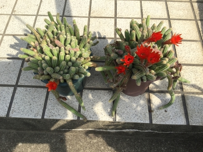 「サボテンの花が咲きました」