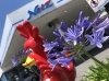 アガパンサスが咲きました ネッツトヨタ瀬戸内株式会社 新居浜店のニュース まいぷれ 新居浜市