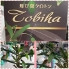 今の季節にぴったり飛び葉クロトン 三次花壇 十日市店のニュース まいぷれ 三次市