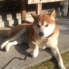 看板犬ぺろくん、ありがとう✨✨