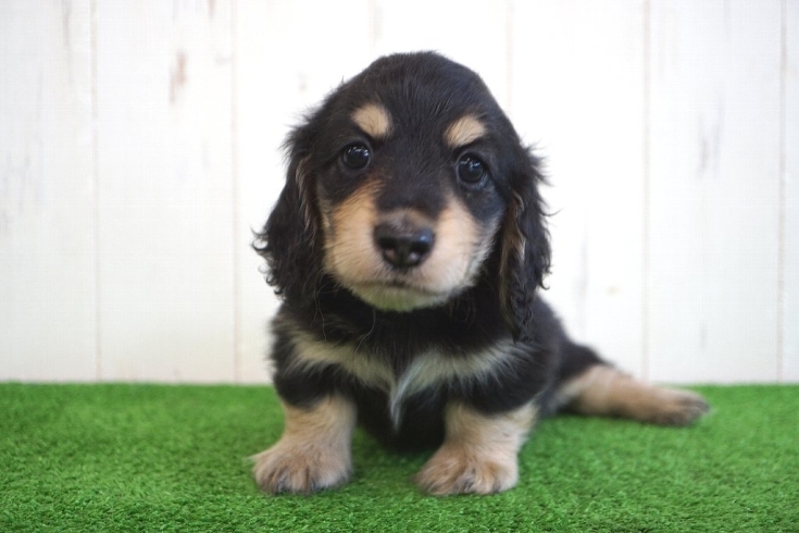 「ベルゼダックス子犬情報～ミニチュアダックスフンド専門犬舎～」