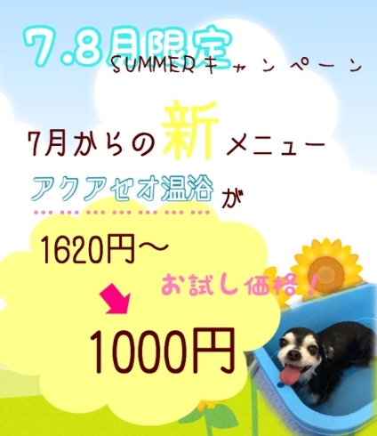 「7.8月限定メニュー             八千代市習志野市船橋市 ペットサロンこぶたのおうち」