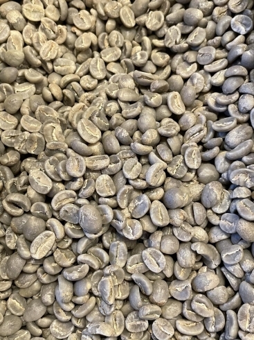 「限定品「パプアニューギニアのコーヒー」入荷しました♬      おうちコーヒーにオススメです。　注文焙煎でご用意いたします。【グリーン珈琲焙煎所】」