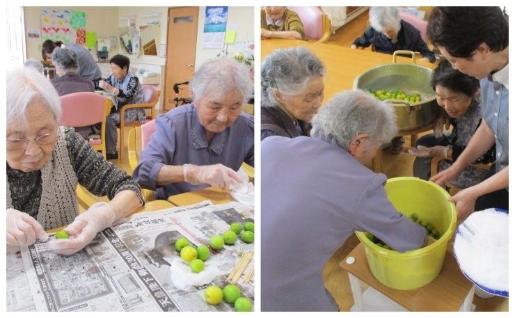 「今年で2回目♥　「梅干しづくり」をスタートさせました！」