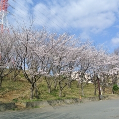 有馬さくら公園|宮前区
