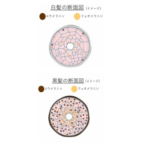 「【よくある質問】白髪ってキラキラして見えない？？綺麗に白くならないんだけど？？」