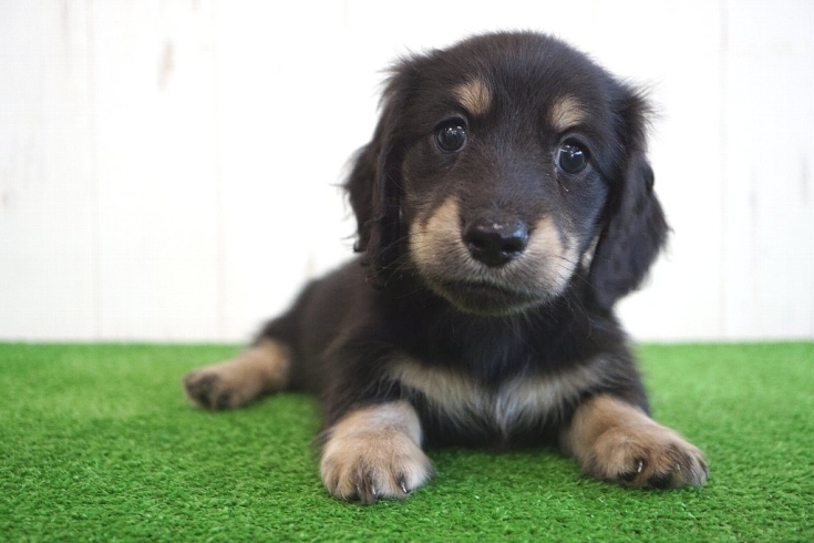 「ベルゼダックス子犬情報❤」