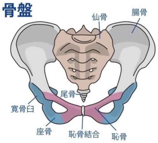 「八王子で骨盤調整をするならふじもり桜花整骨院で」