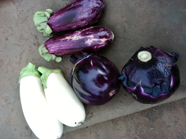 「☆カラフル野菜の小山農園、茄子も色々と収穫可能に☆」