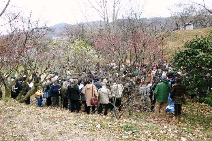 「植物園です！植物観察会「ウメ」を開催します」