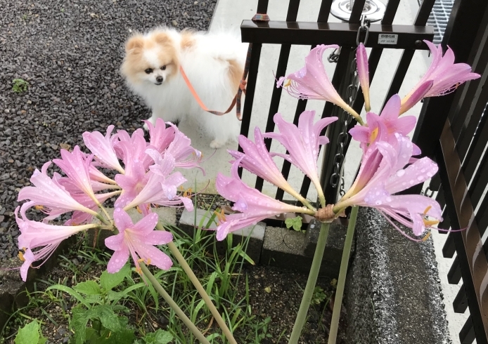 「西高2年 英語クラス 生徒募集！  水金 9時半から1時間」