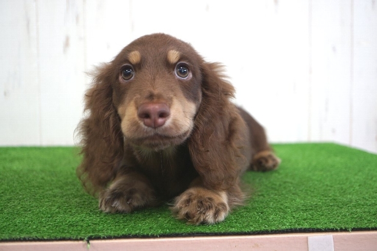 「ミニチュアダックスフンド専門犬舎」