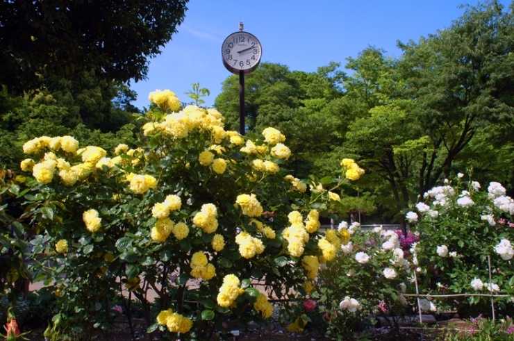 これが　本当の　花時計<br>５月の半ばは　新緑から濃い緑へと<br>薔薇の花もそれを　楽しんでいる