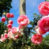 【No.172】　薔薇が咲いてる　戸山公園