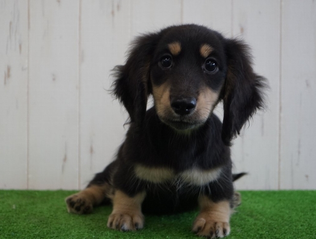 「ミニチュアダックスフンド専門犬舎」