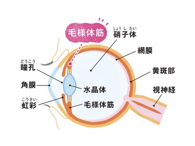 「老眼と食事」