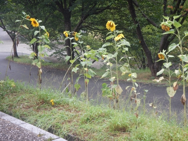 「何事もなく、台風が過ぎ去りて」