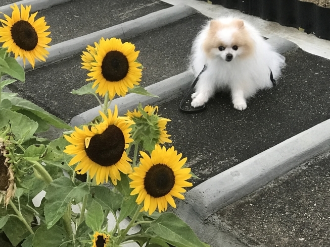 「西高１年 英語クラス 生徒募集！」