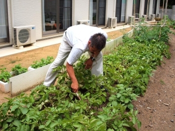 みんなで育てている家庭菜園。<br>収穫してみんなで食べるのも楽しみの一つ。<br>もちろん兼田さんも毎日お手入れ。