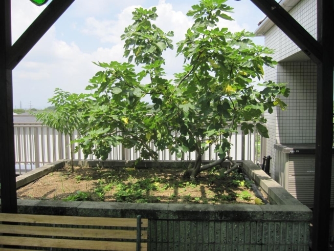 「♪　この～木、何の木、気になる木　♪　　高住センターから、屋上に庭園のある老人ホーム見学情報です。」