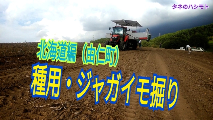 「北海道編（第一弾）　種ジャガイモ収穫　タネのハシモト」