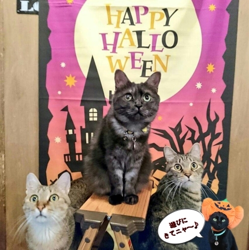 「猫カフェKuroのハロウィーン！」