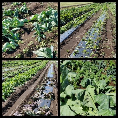 「☆台風19号、小山農園の野菜もやはりダメージ受けました☆」