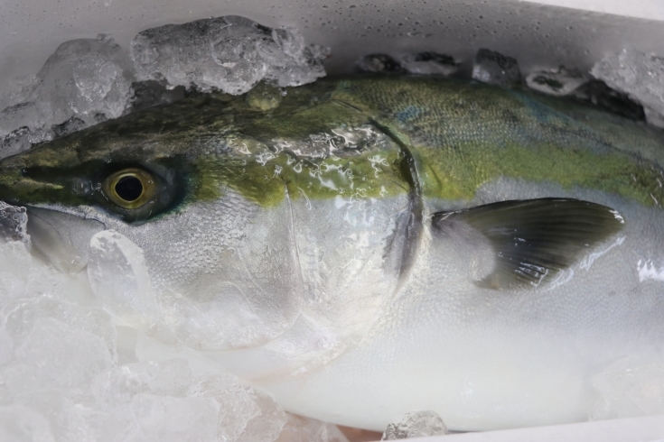 鮮度抜群です。「八千代市、佐倉市の鮮魚店  　勝田台から徒歩10分　 魚や山粋（ヤマスイ) 【20日(日)戸島ブリ】」