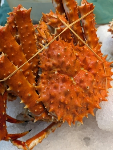 タラバ蟹「カニ、蟹、🦀、フェス」