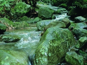 この渓谷を流れる水は「名水百選」「水源の森百選」に選ばれたほど清らかで、カジカの歌声を聞きながら、名水で仕込んだ地酒と名水にさらした川魚料理を堪能するのも風流です。（有田観光協会HPより）