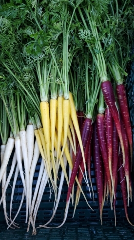 ハーモニー人参、白、黄、紫色です！「☆カラフル野菜の小山農園、出ました！カラフル人参☆」