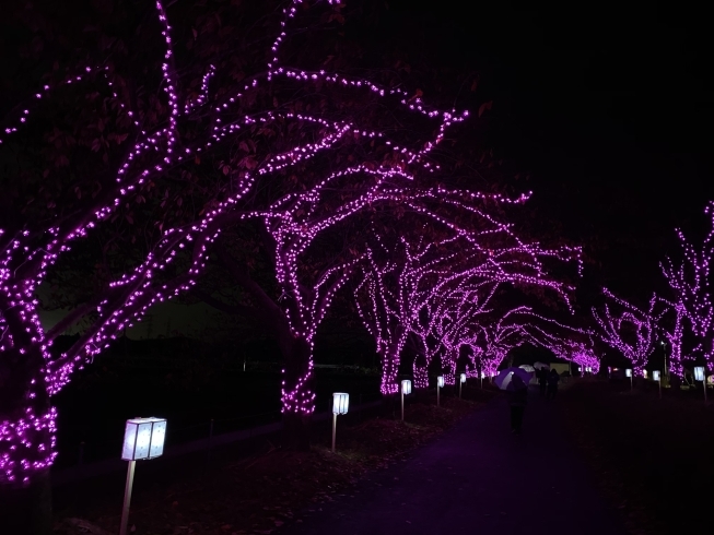 「11月に夜桜？」