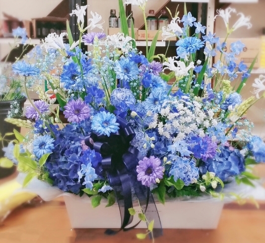 「青の花は少ない！」