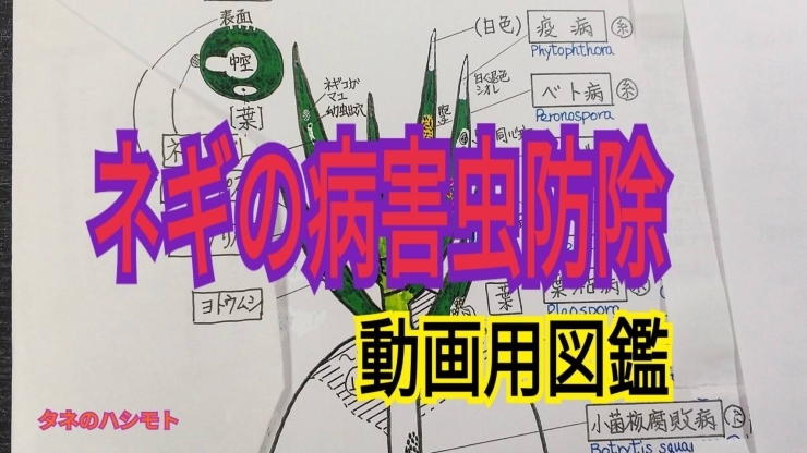 「【ネギの病害虫図鑑】　便利な解説付き♬　タネのハシモト」