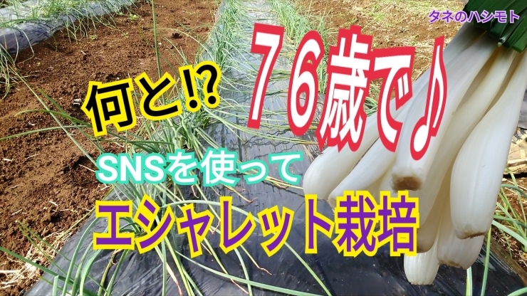 「エシャレット（らっきょう）植え付けから収穫　タネのハシモト」