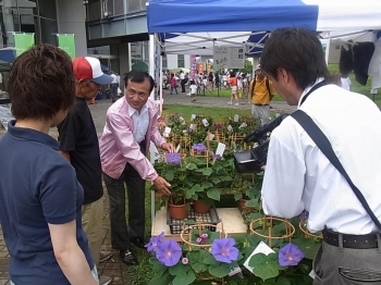 お客様に朝顔のPRをする戸張市長。（TVも取材中）